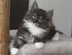 Wildfee's Quiterie - 8 Wochen alt