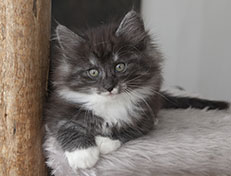 Wildfee's Quiterie - 8 Wochen alt