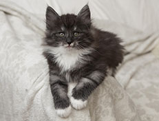 Wildfee's Quiterie - 8 Wochen alt