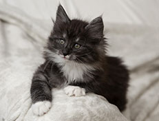 Wildfee's Quiterie - 8 Wochen alt