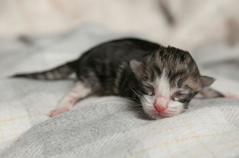 Wildfee's Norwegische Waldkatzen Wildfee's Rapunzel