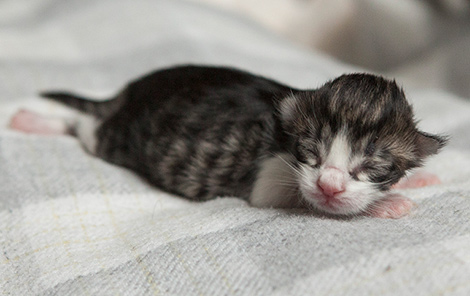 Wildfee's Norwegische Waldkatzen Wildfee's Rasputin