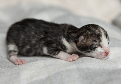 Wildfee's Norwegische Waldkatzen Wildfee's Ronja Räubertochter
