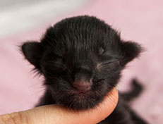 Wildfee's Norwegische Waldkatzen Wildfee's Salem Saberhagen - wenige Stunden alt