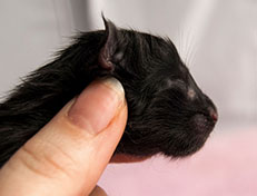 Wildfee's Norwegische Waldkatzen Wildfee's Salem Saberhagen - wenige Stunden alt