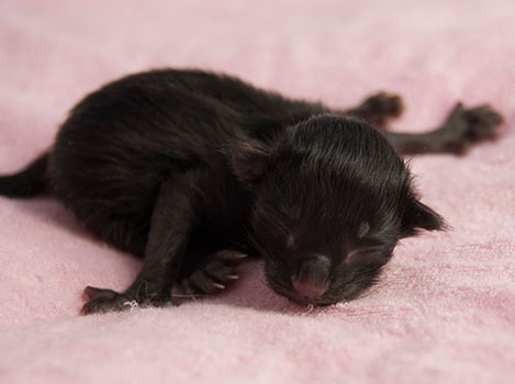 Wildfee's Norwegische Waldkatzen Wildfee's Salem Saberhagen - wenige Stunden alt