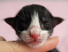 Wildfee's Norwegische Waldkatzen Wildfee's S1 - wenige Stunden alt