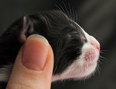 Wildfee's Norwegische Waldkatzen Wildfee's S1 - wenige Stunden alt