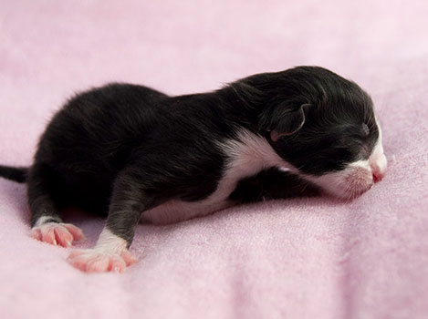 Wildfee's Norwegische Waldkatzen Wildfee's S1 - wenige Stunden alt