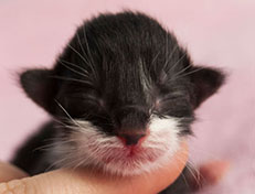 Wildfee's Norwegische Waldkatzen Wildfee's Siri Swana - wenige Stunden alt