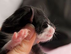 Wildfee's Norwegische Waldkatzen Wildfee's Siri Swana - wenige Stunden alt