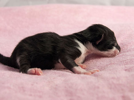 Wildfee's Norwegische Waldkatzen Wildfee's Siri Swana - wenige Stunden alt