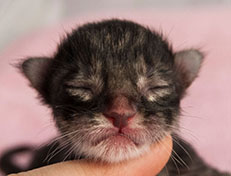 Wildfee's Norwegische Waldkatzen Wildfee's Solgunn - wenige Stunden alt