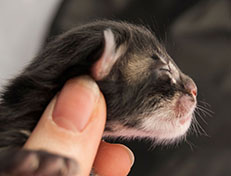 Wildfee's Norwegische Waldkatzen Wildfee's Solgunn - wenige Stunden alt