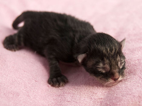 Wildfee's Norwegische Waldkatzen Wildfee's Solgunn - wenige Stunden alt