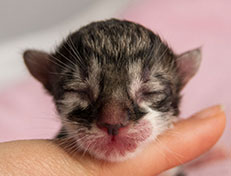 Wildfee's Norwegische Waldkatzen Wildfee's Solveig - wenige Stunden alt