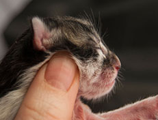 Wildfee's Norwegische Waldkatzen Wildfee's Solveig - wenige Stunden alt