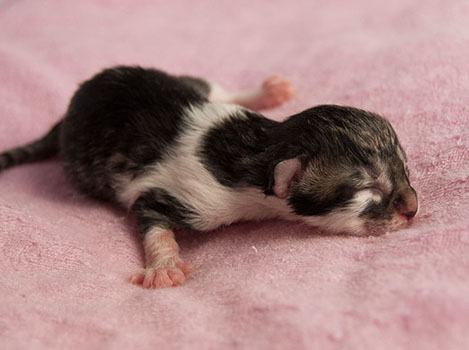 Wildfee's Norwegische Waldkatzen Wildfee's Solveig - wenige Stunden alt