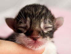 Wildfee's Norwegische Waldkatzen Wildfee's Sylvie Swana - wenige Stunden alt