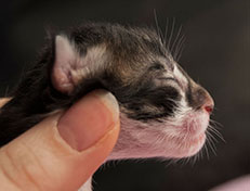 Wildfee's Norwegische Waldkatzen Wildfee's Sylvie Swana - wenige Stunden alt