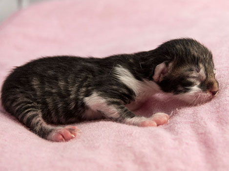 Wildfee's Norwegische Waldkatzen Wildfee's Sylvie Swana - wenige Stunden alt