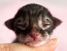 Wildfee's Norwegische Waldkatzen Wildfee's Synofee - wenige Stunden alt