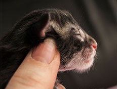 Wildfee's Norwegische Waldkatzen Wildfee's Synofee - wenige Stunden alt