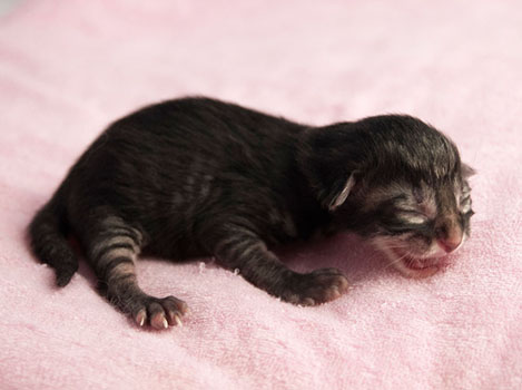 Wildfee's Norwegische Waldkatzen Wildfee's Synofee - wenige Stunden alt