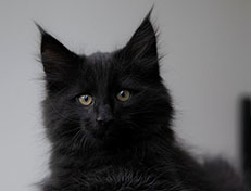 Wildfee's Norwegische Waldkatzen Wildfee's Salem Saberhagen - 10 Wochen alt