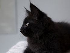 Wildfee's Norwegische Waldkatzen Wildfee's Salem Saberhagen - 10 Wochen alt