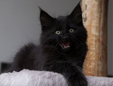 Wildfee's Norwegische Waldkatzen Wildfee's Salem Saberhagen - 10 Wochen alt