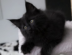 Wildfee's Norwegische Waldkatzen Wildfee's Salem Saberhagen - 10 Wochen alt