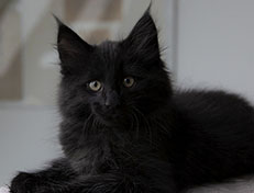 Wildfee's Norwegische Waldkatzen Wildfee's Salem Saberhagen - 10 Wochen alt alt