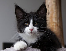 Wildfee's Norwegische Waldkatzen Wildfee's Samson - 10 Wochen alt