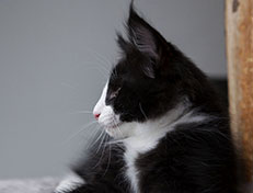 Wildfee's Norwegische Waldkatzen Wildfee's Samson - 10 Wochen alt