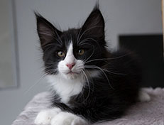 Wildfee's Norwegische Waldkatzen Wildfee's Samson - 10 Wochen alt