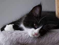 Wildfee's Norwegische Waldkatzen Wildfee's Samson - 10 Wochen alt alt