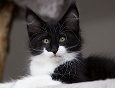 Wildfee's Norwegische Waldkatzen Wildfee's Siri Swana - 10 Wochen alt