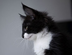 Wildfee's Norwegische Waldkatzen Wildfee's Siri Swana - 10 Wochen alt