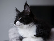 Wildfee's Norwegische Waldkatzen Wildfee's Siri Swana - 10 Wochen alt