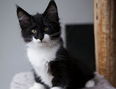 Wildfee's Norwegische Waldkatzen Wildfee's Siri Swana - 10 Wochen alt alt