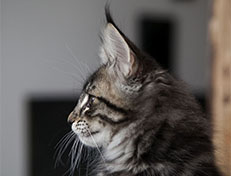 Wildfee's Norwegische Waldkatzen Wildfee's Solgunn - 10 Wochen alt