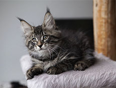 Wildfee's Norwegische Waldkatzen Wildfee's Solgunn - 10 Wochen alt