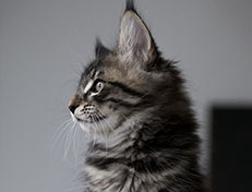 Wildfee's Norwegische Waldkatzen Wildfee's Solgunn - 10 Wochen alt alt