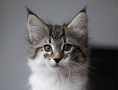 Wildfee's Norwegische Waldkatzen Wildfee's Solveig - 10 Wochen alt