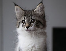 Wildfee's Norwegische Waldkatzen Wildfee's Solveig - 10 Wochen alt