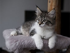 Wildfee's Norwegische Waldkatzen Wildfee's Solveig - 10 Wochen alt