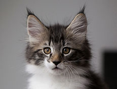 Wildfee's Norwegische Waldkatzen Wildfee's Sylvie - 10 Wochen alt