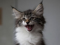 Wildfee's Norwegische Waldkatzen Wildfee's Sylvie - 10 Wochen alt