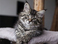 Wildfee's Norwegische Waldkatzen Wildfee's Synofee - 10 Wochen alt